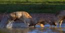 Rutting_Fallow_Deer